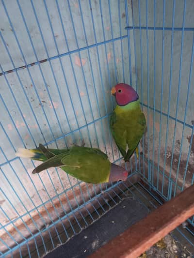 plum headed parrot pair