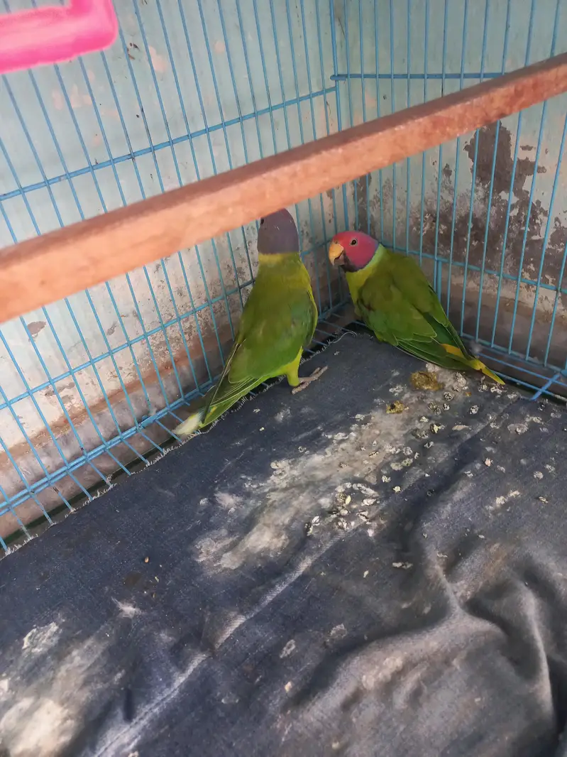 plum headed parrot pair — photo 2