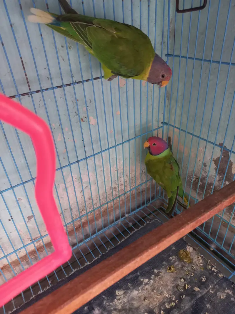 plum headed parrot pair — photo 3