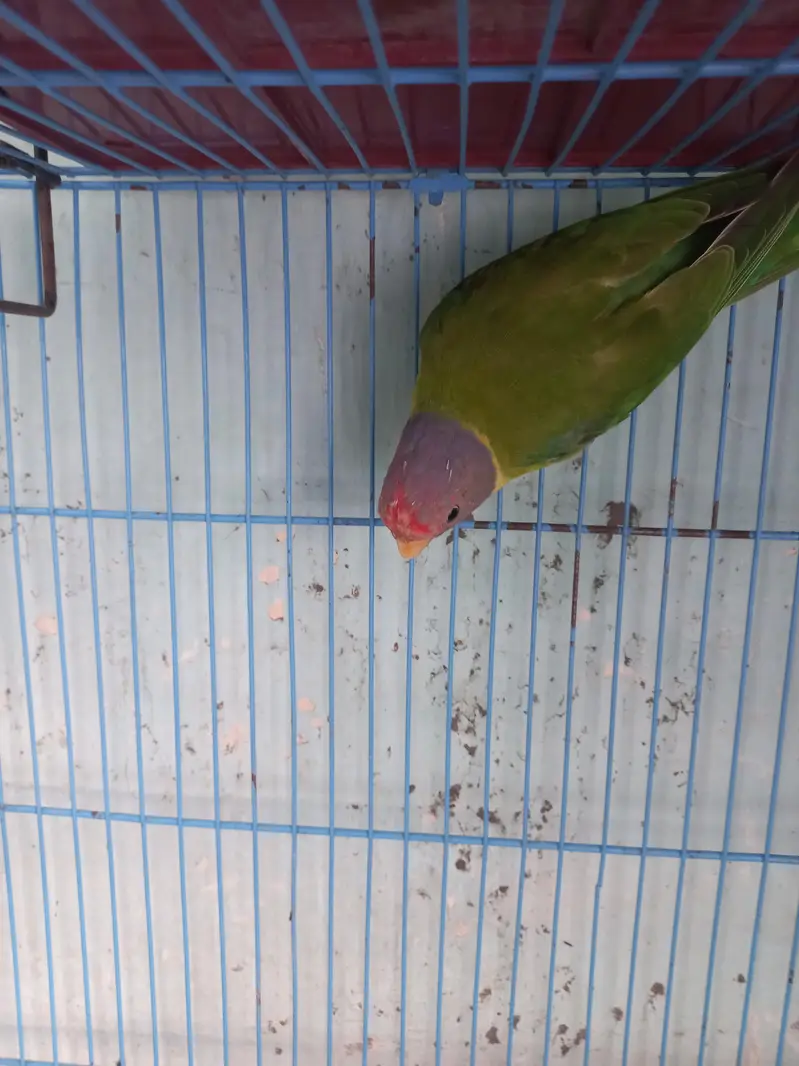plum headed parrot pair — photo 4