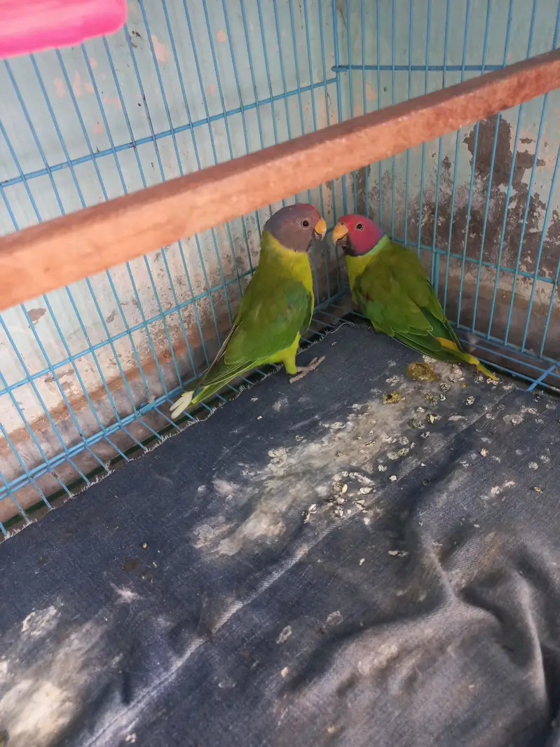 plum headed parrot pair — photo 5