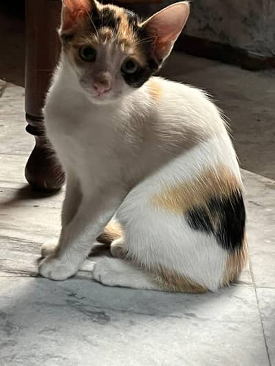 Baby Cat