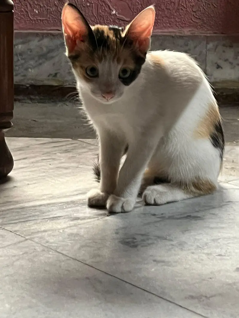 Baby Cat — photo 2