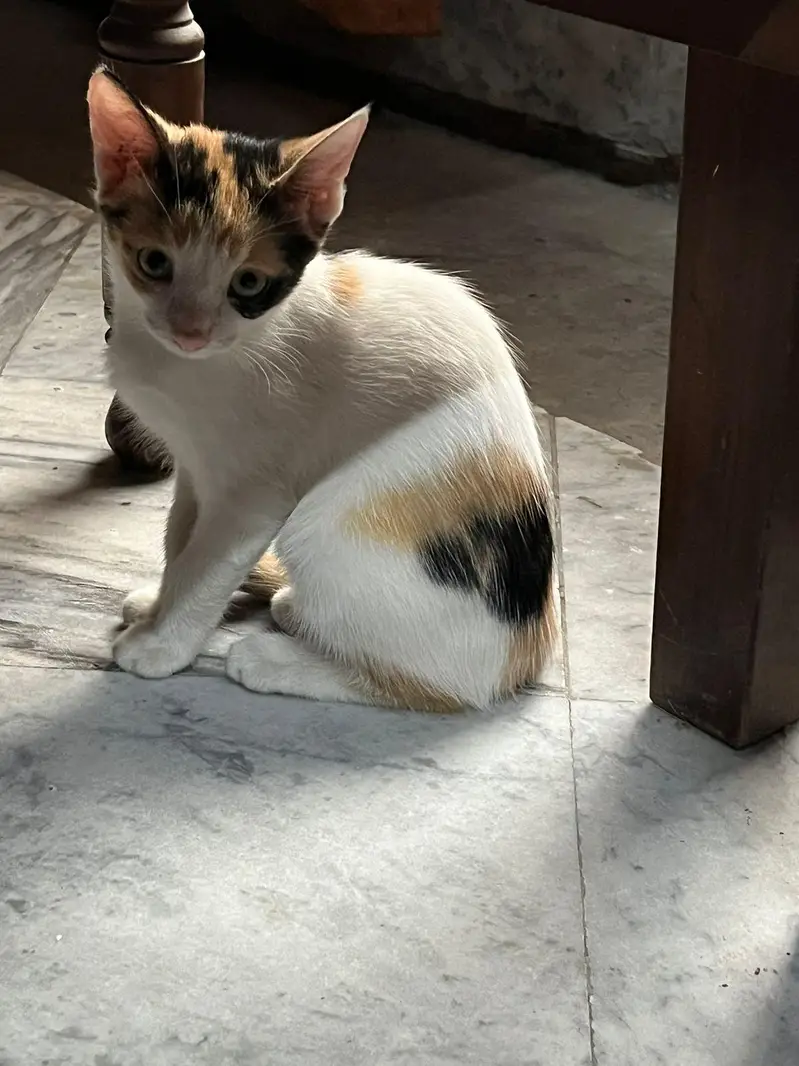 Baby Cat — photo 3