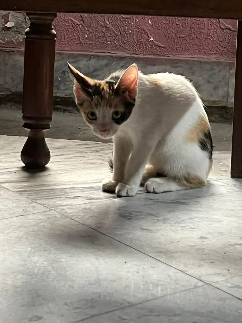 Baby Cat — photo 4