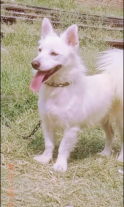 russain o siez femle for sale