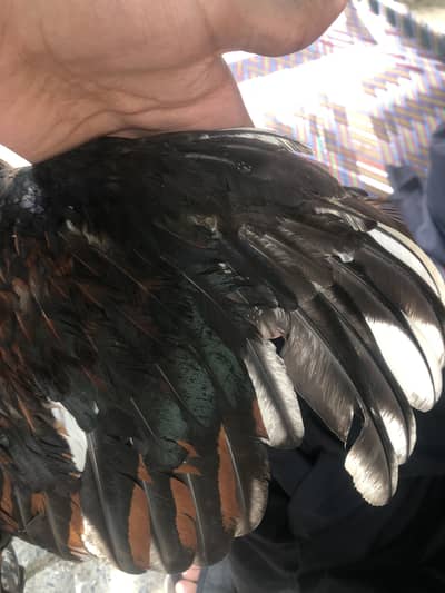 Murgha for sale in Islamabad