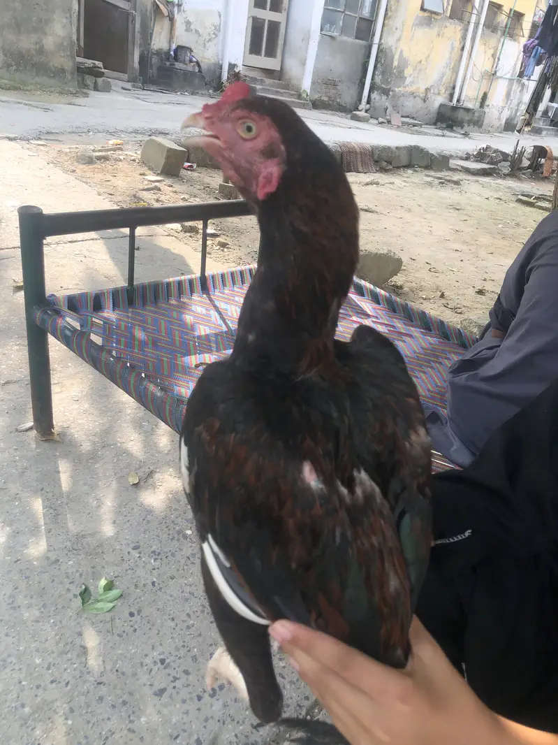Murgha for sale in Islamabad — photo 4