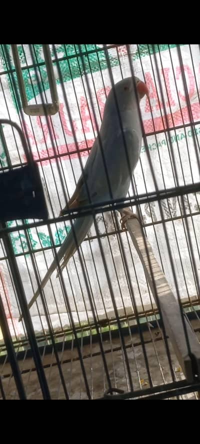 Blue parrot talking