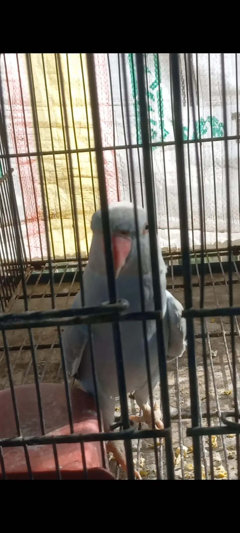 Blue parrot talking — photo 2
