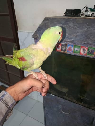 kashmiri parrot female