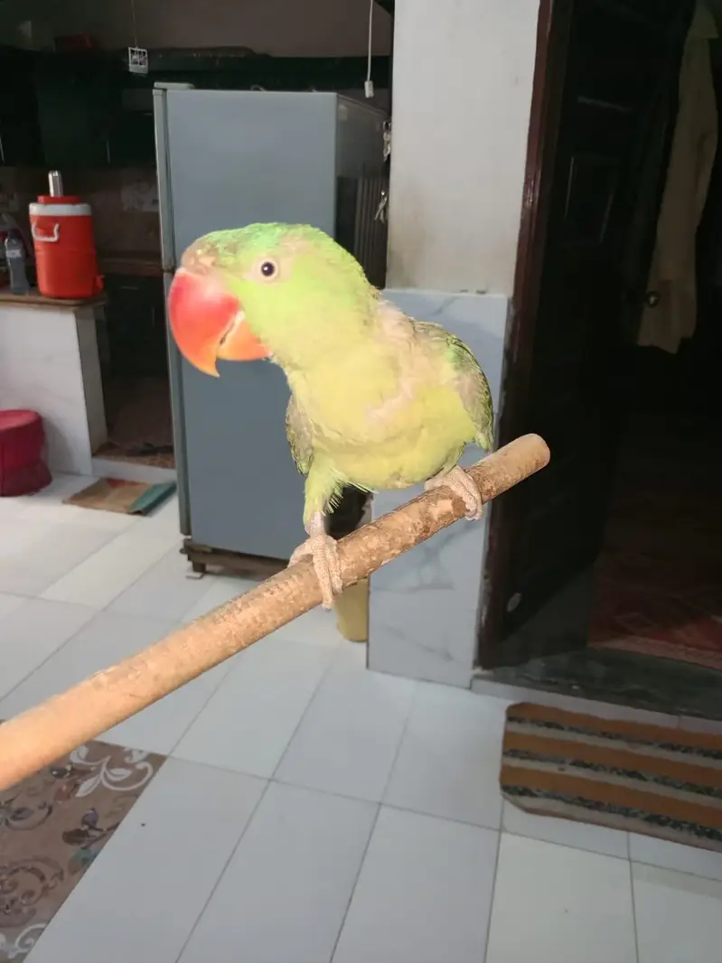kashmiri parrot female — photo 2