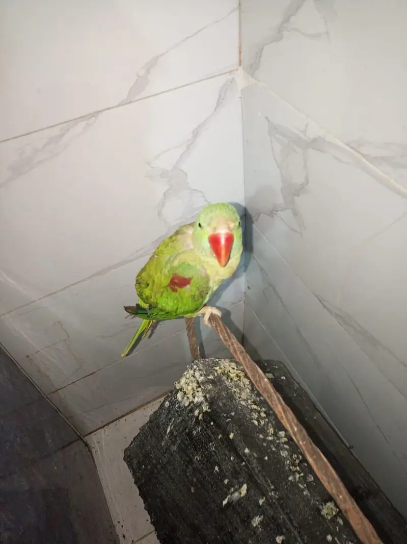 kashmiri parrot female — photo 3