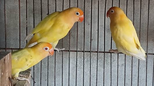 cremino or decino