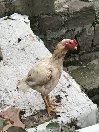 Hens for sale
