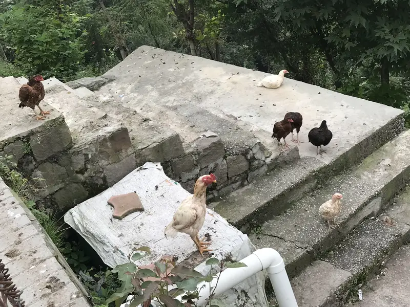 Hens for sale — photo 2