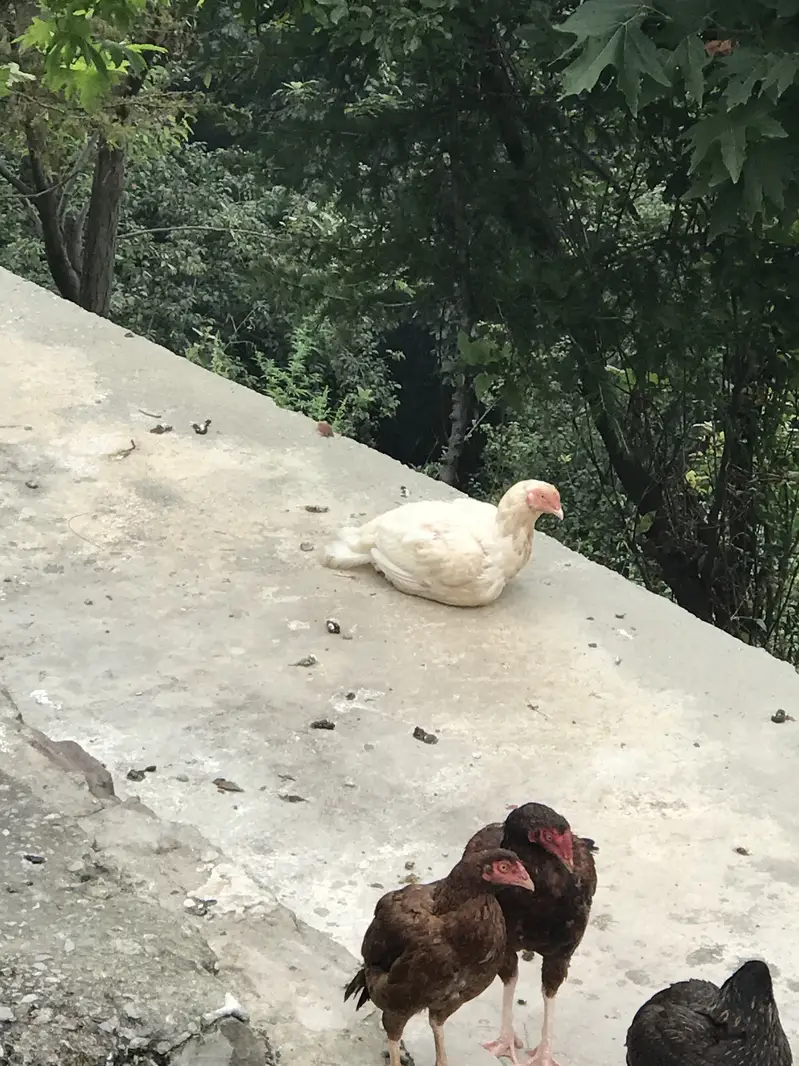 Hens for sale — photo 3