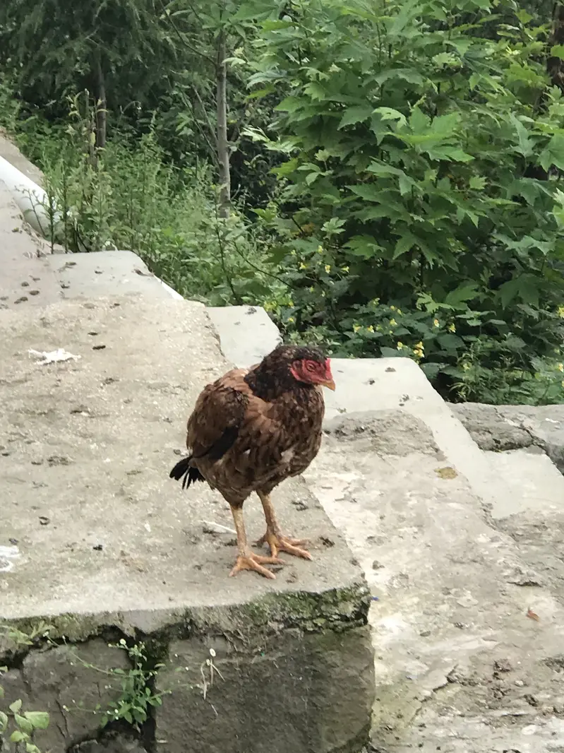 Hens for sale — photo 4