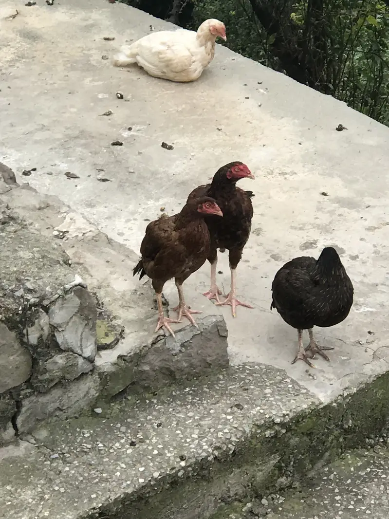 Hens for sale — photo 5