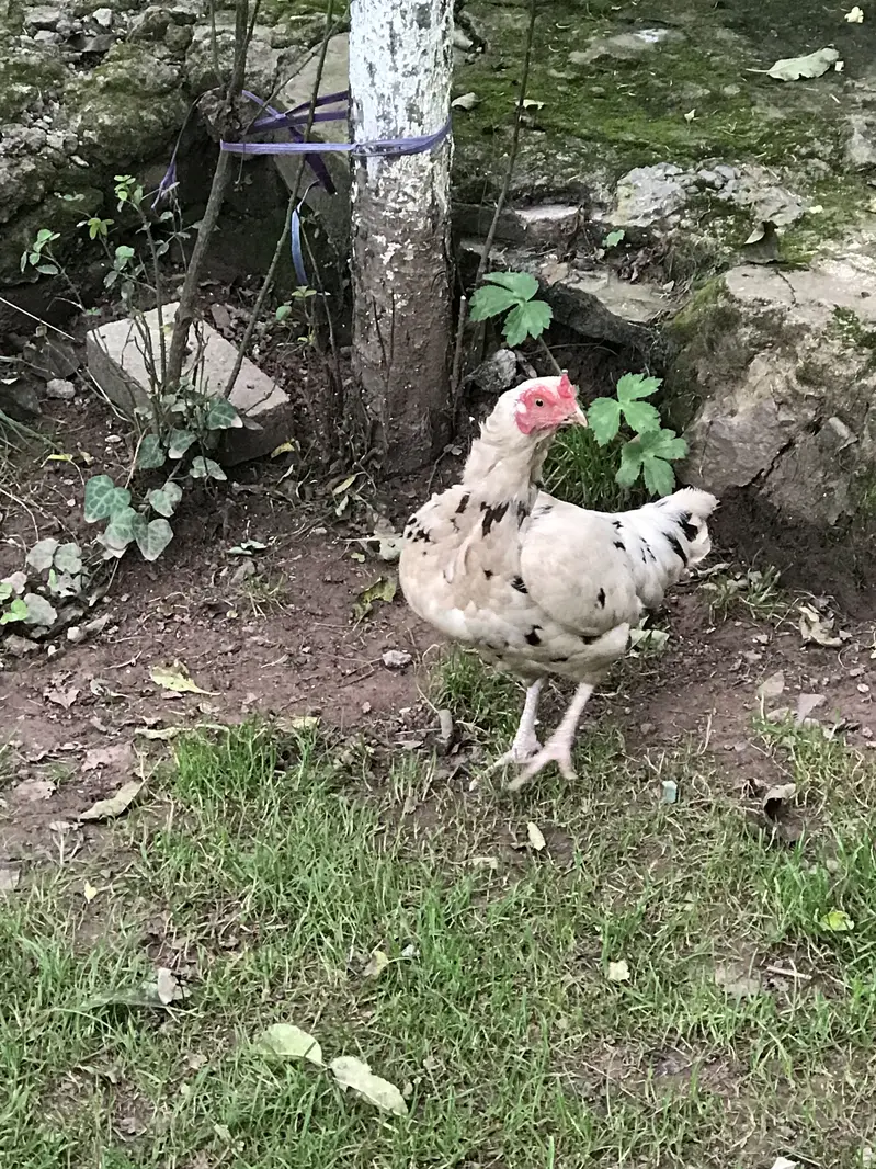 Hens for sale — photo 6