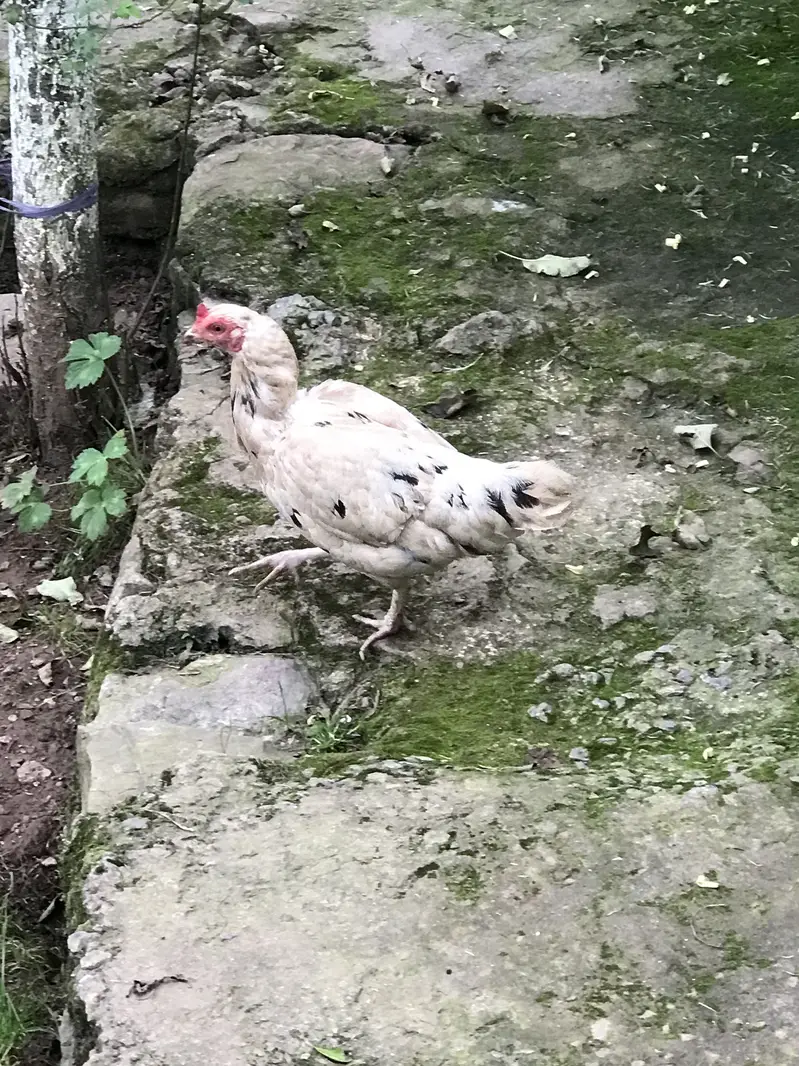 Hens for sale — photo 7