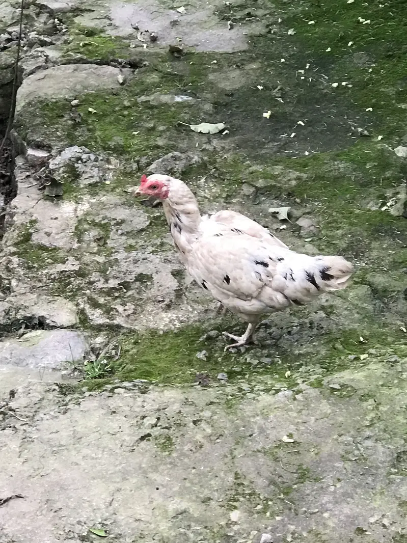 Hens for sale — photo 8