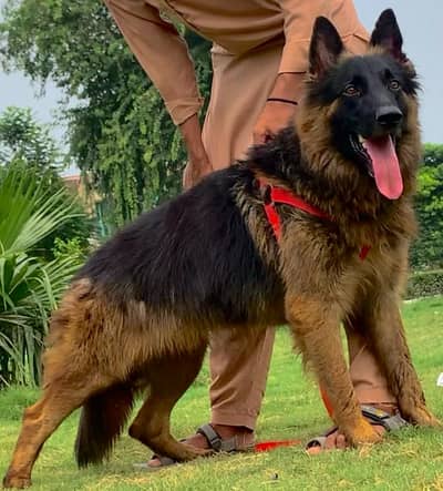German Shepherd Male | Imported Bloodline | GSD dog | long coat