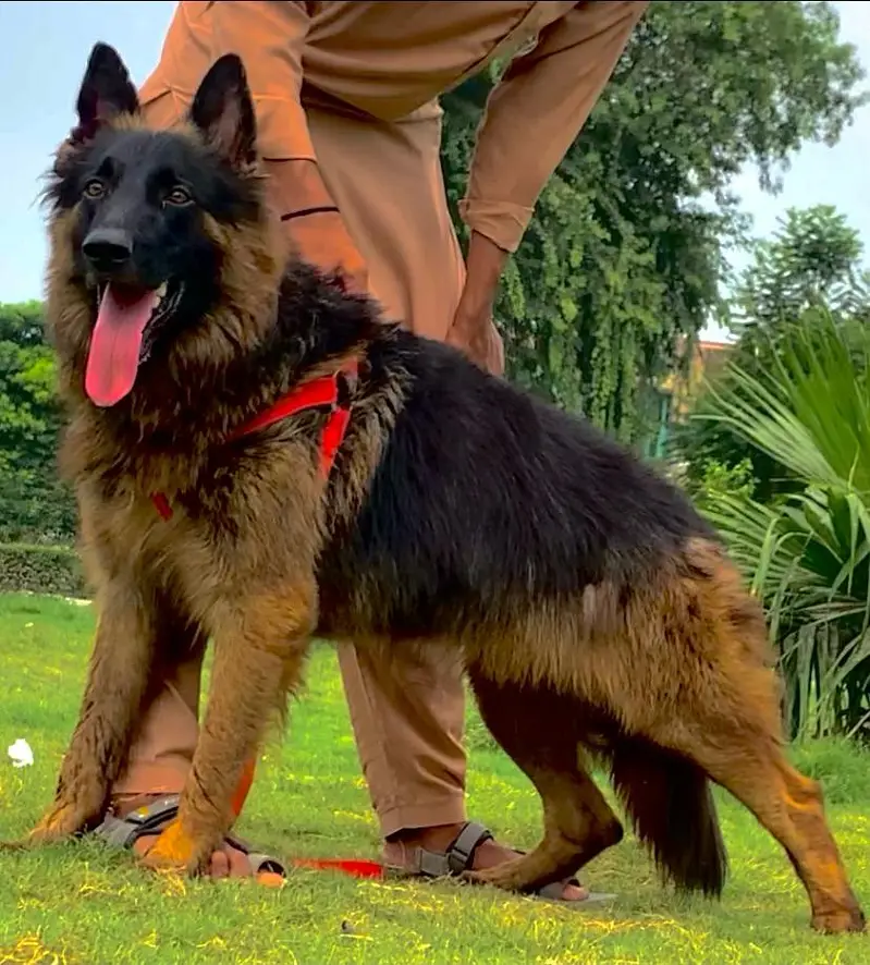 German Shepherd Male | Imported Bloodline | GSD dog | long coat — photo 2