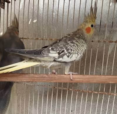 3 piece cockatiels pathay for sale