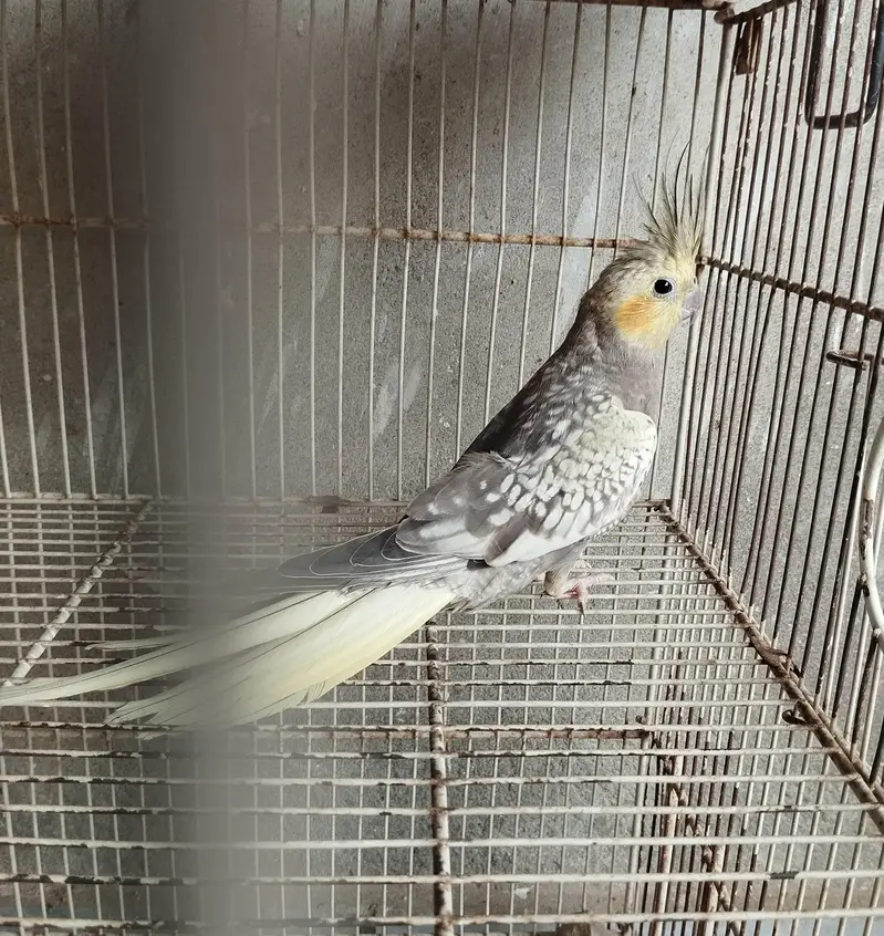 3 piece cockatiels pathay for sale — photo 2