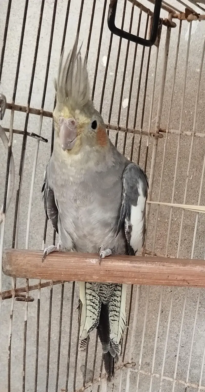 3 piece cockatiels pathay for sale — photo 3