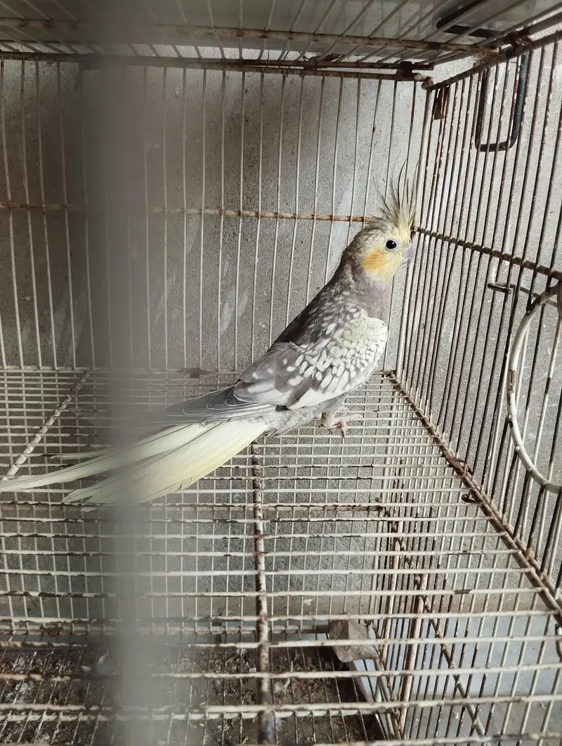 3 piece cockatiels pathay for sale — photo 4