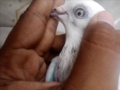 Kabali