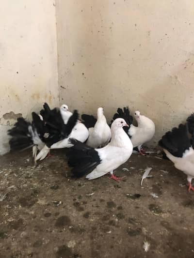 black tail pair healthy and active