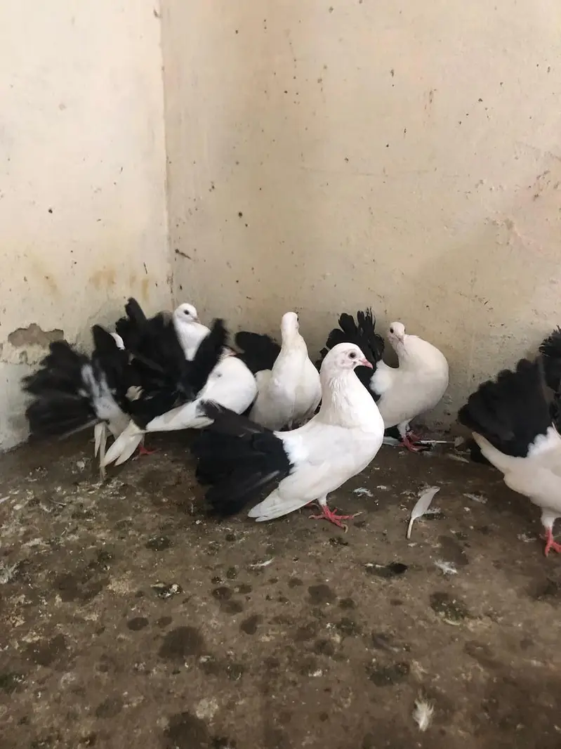 black tail pair healthy and active
