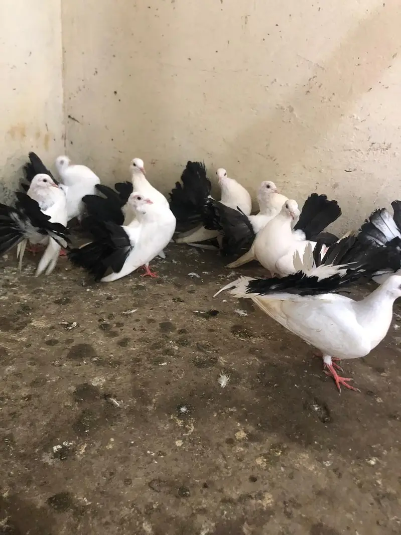 black tail pair healthy and active — photo 2