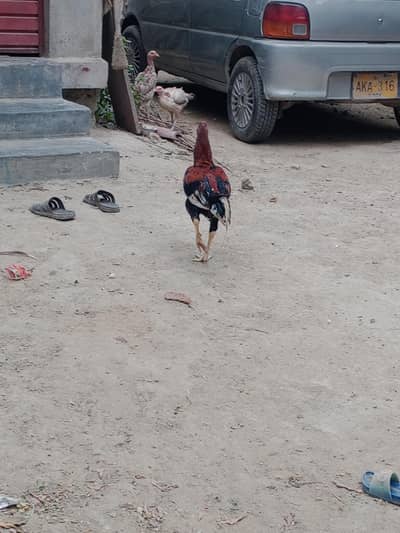 Aseel Mianwali Peshawari rooster – 1 Year Old