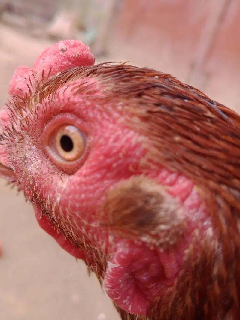 Aseel Mianwali Peshawari rooster – 1 Year Old — photo 2