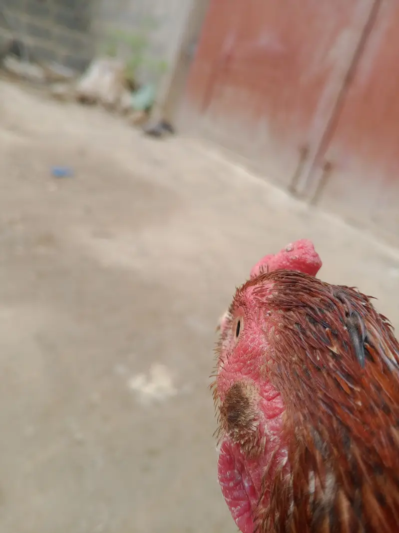 Aseel Mianwali Peshawari rooster – 1 Year Old — photo 3