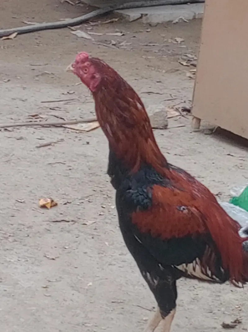 Aseel Mianwali Peshawari rooster – 1 Year Old — photo 4