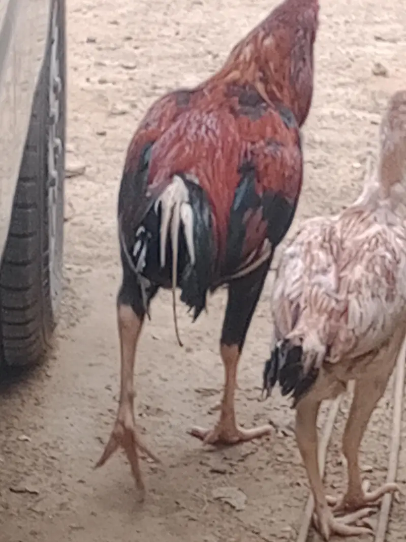 Aseel Mianwali Peshawari rooster – 1 Year Old — photo 5