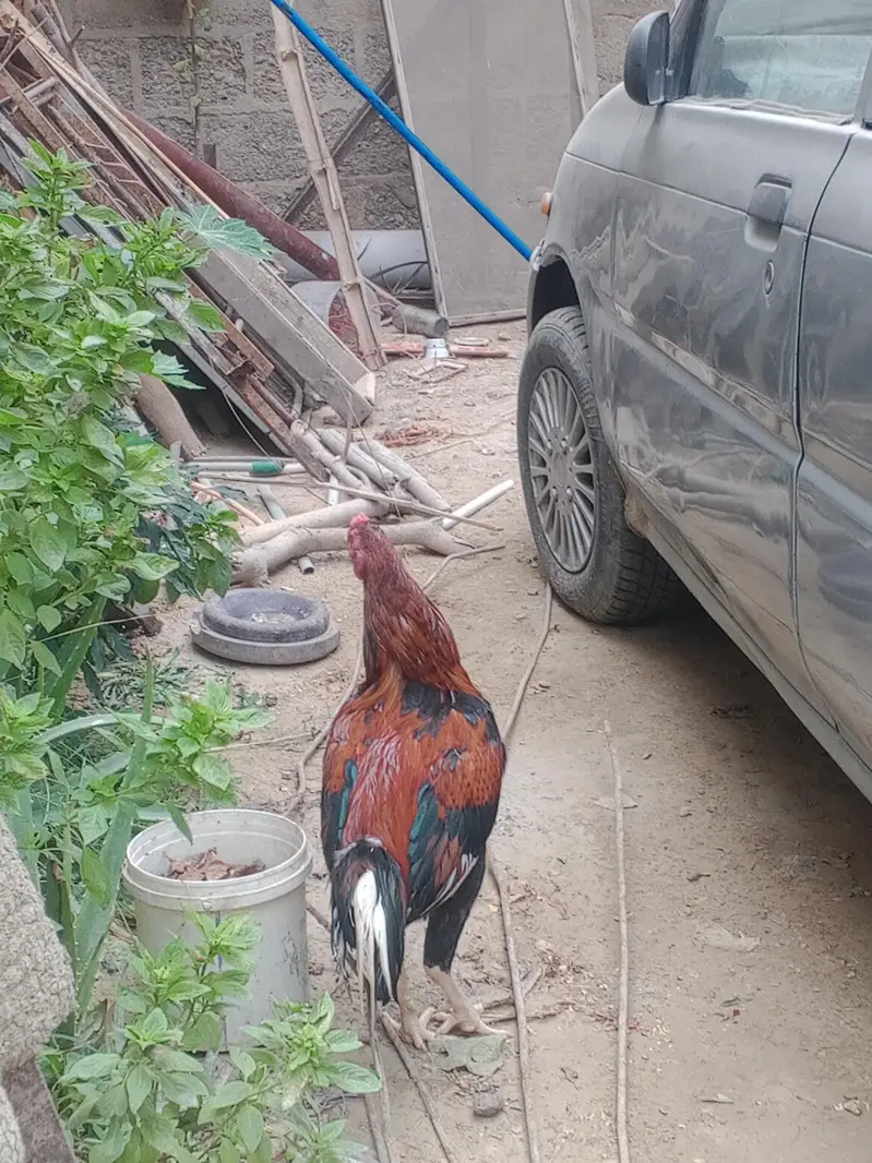 Aseel Mianwali Peshawari rooster – 1 Year Old — photo 6