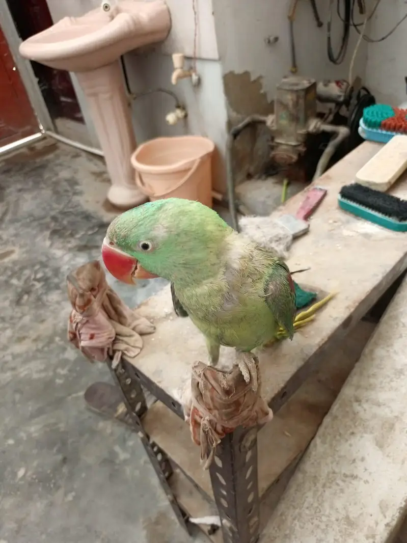kashmiri parrot female — photo 4