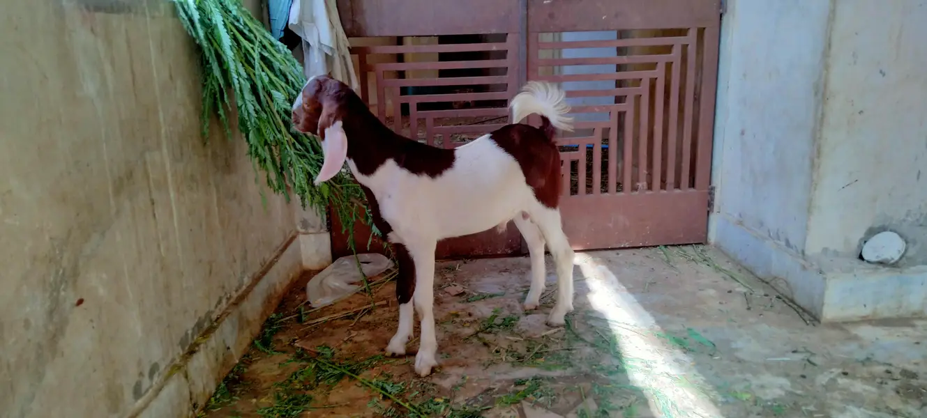 gulabi brown ablak Moda age 5 month vedio available — photo 3