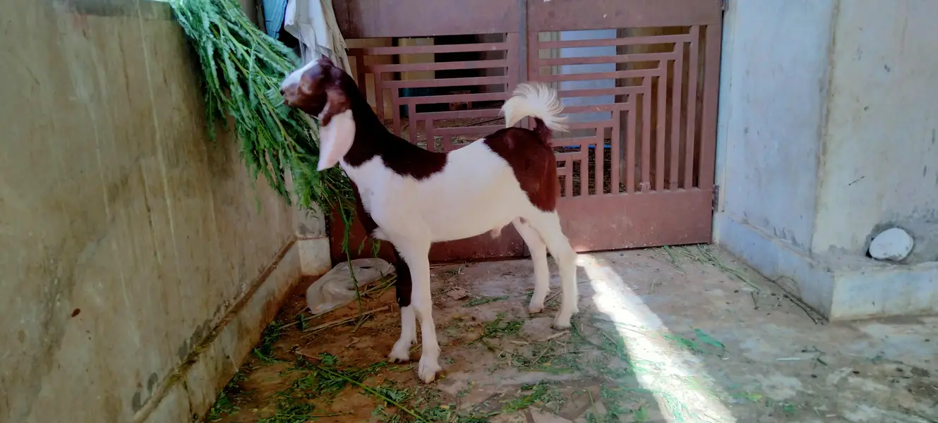 gulabi brown ablak Moda age 5 month vedio available — photo 4