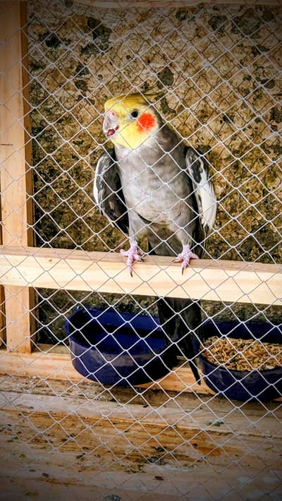 cockatiel Mutations