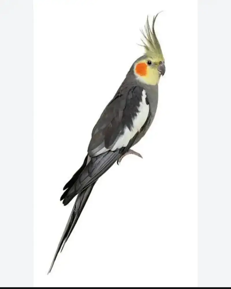 cockatiel Mutations — photo 2