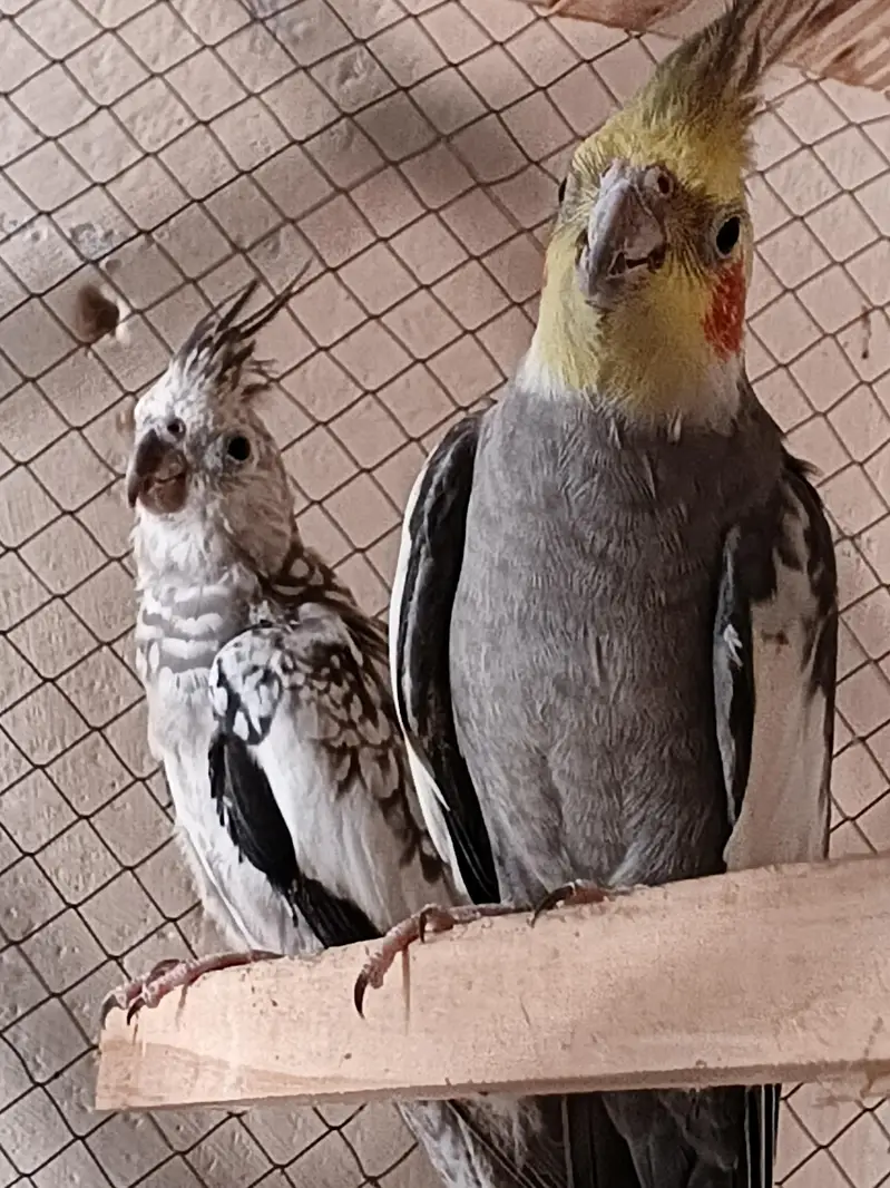 cockatiel Mutations — photo 3