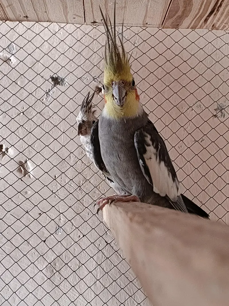 cockatiel Mutations — photo 4