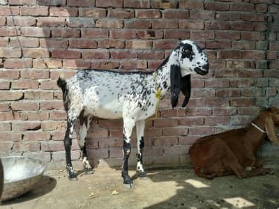 6 dant black makhi cheeni patha 15 din ki cross H